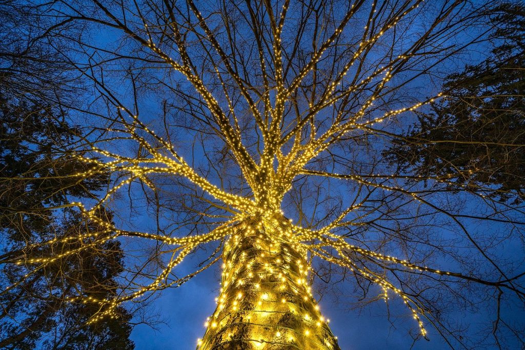 Tree Lighting