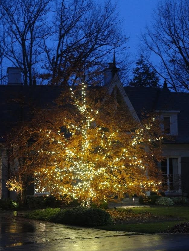 Single Tree the Centrepiece
